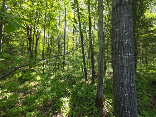 lot-5-ON Solberg Lake Rd E, Phillips, WI, 54555 | Card Image