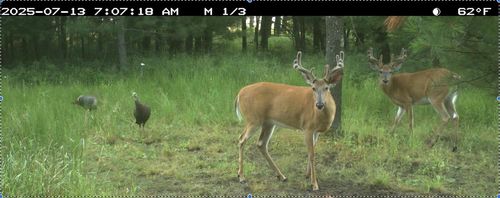 223035 Hidden Valley Rd, HATLEY, WI, 54440-7902 | Card Image