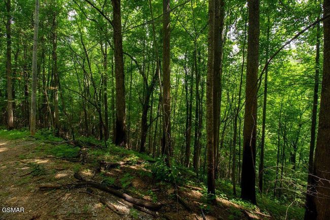 13 Sugar Maple Loop Rd, Home with 0 bedrooms, 0 bathrooms and null parking in Sevierville TN | Image 5