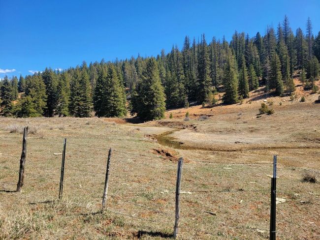 National Forest2 | Image 13