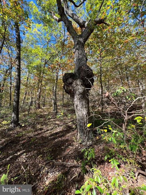 Lot 10, 11, 12-13 A Fox Trail, WINCHESTER, VA, 22602 | Card Image