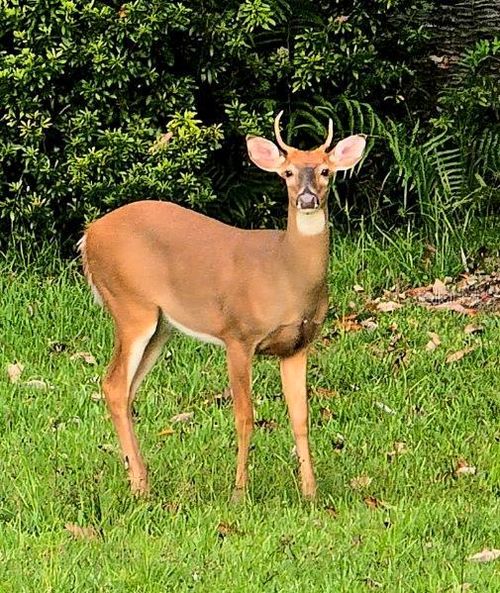 10305 Worthy Lamb Way, New Port Richey, FL, 34654-3646 | Card Image