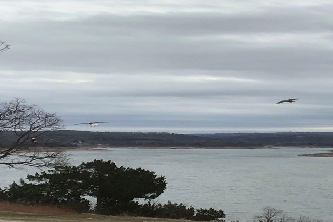 pair of eagles over bull shoals lake blu | Image 35