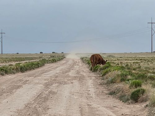 4-VL Rrg Lot: 233 Unit 4, Socorro, NM, 87801 | Card Image