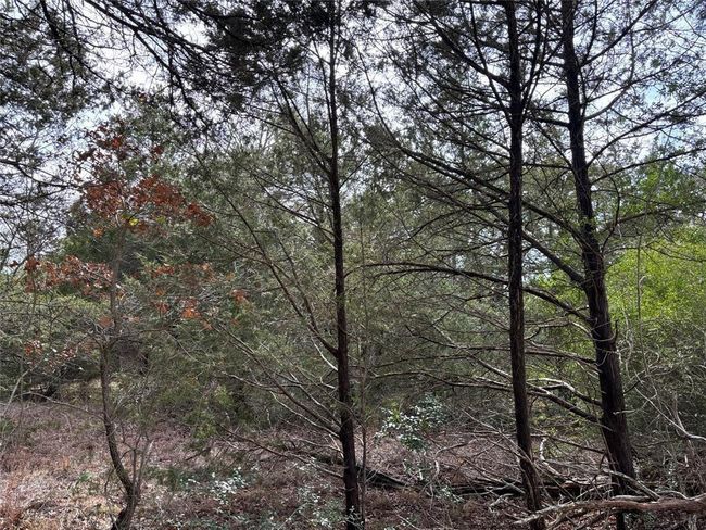 Example of tree cover on 63/64 | Image 12