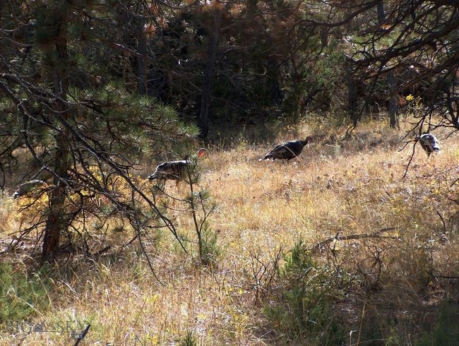 Turkeys | Image 64