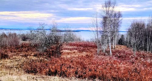 Lot 52 Us- Route 1, Robbinston, ME, 04668 | Card Image
