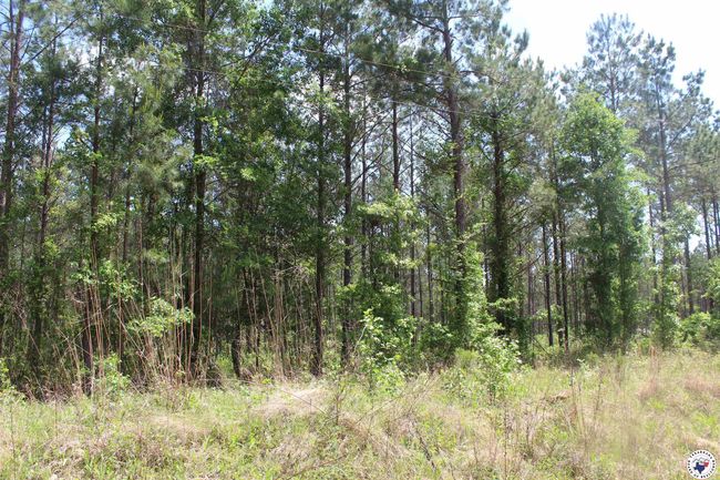 201 Nevada 25, Home with 0 bedrooms, 0 bathrooms and null parking in Rosston AR | Image 5