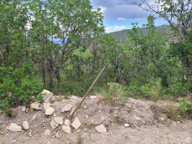 View of woods | Image 6