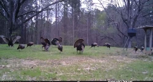 0 Green Door Rd, Eupora, MS, 39744 | Card Image