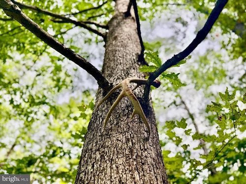 Tract 1 S Teter Creek Road, Belington, WV, 26250 | Card Image