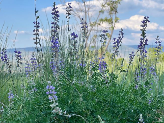 Wild flowers abound! | Image 14