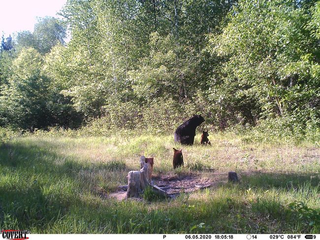 Cubs | Image 41