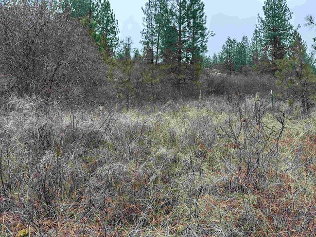 3312X Daisy Mine Rd, Home with 0 bedrooms, 0 bathrooms and null parking in Rice WA | Image 6