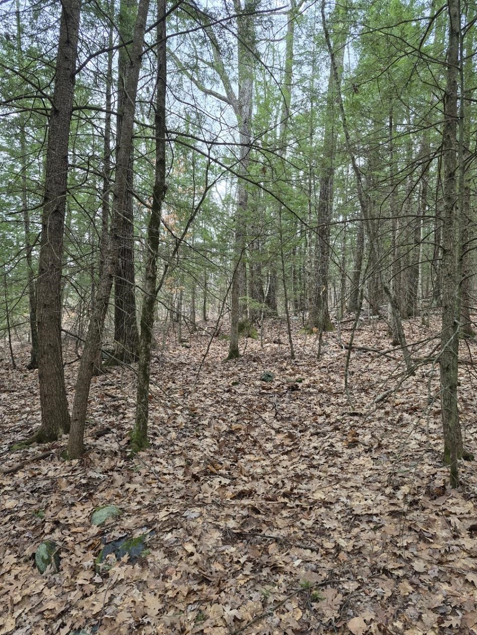 Land in Rockingham 5