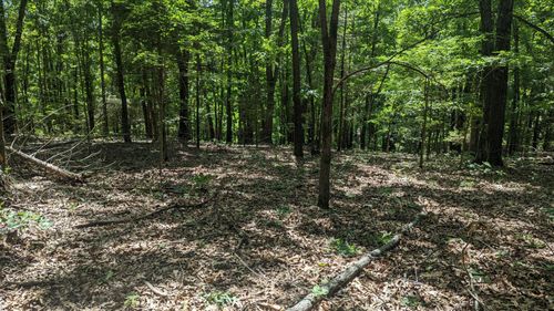 000 Lot # 94 Hwy 173, Cape Fair, MO, 65624 | Card Image