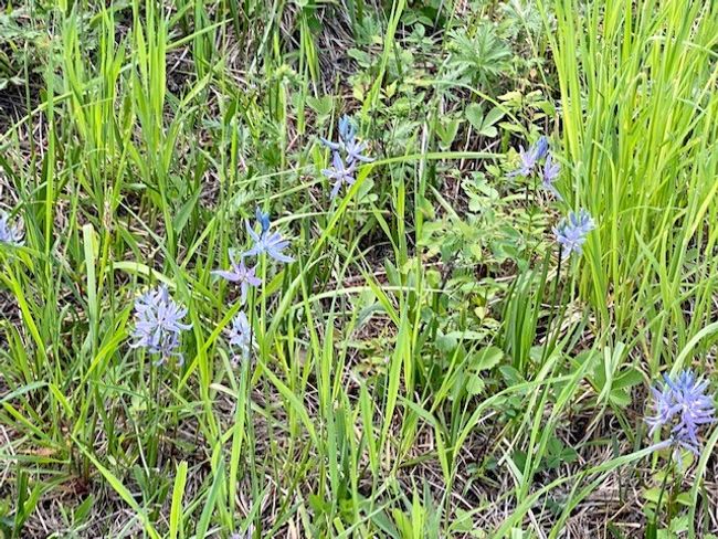 Wildflowers on property | Image 4