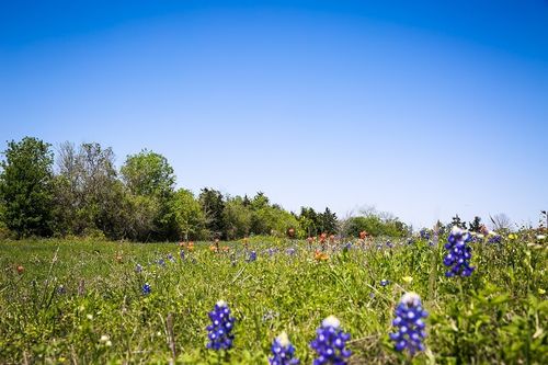 TRACT 2 Caney Creek Road, Chappell Hill, TX, 77426 | Card Image