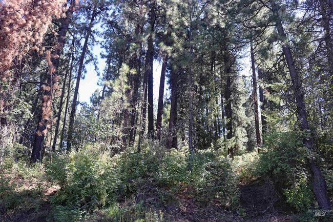 View of woods | Image 44