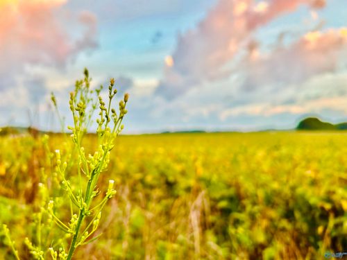 15 Acres Tower St, Trinity, AL, 35673 | Card Image