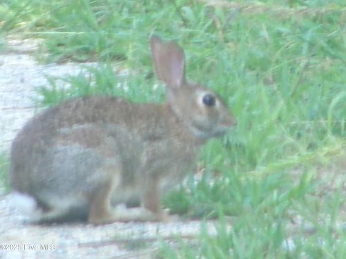 Off River Rd, White Oak, NC, 28399 | Card Image