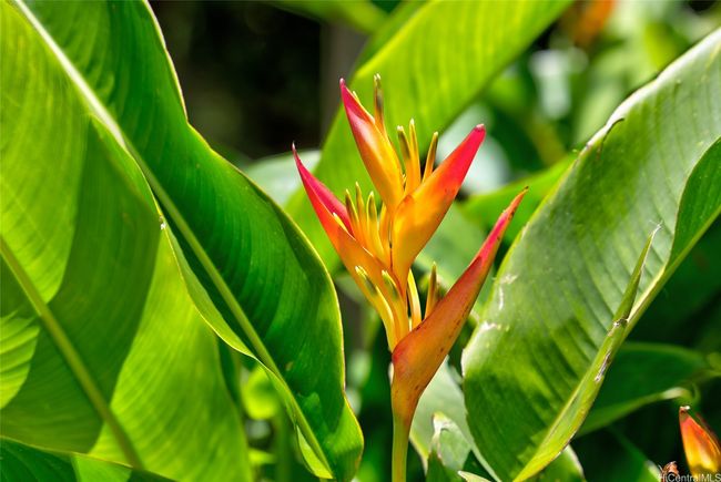 59-439 Alapio Rd, Home with 0 bedrooms, 0 bathrooms and null parking in Haleiwa HI | Image 24