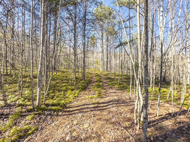 92 Acres Laurel Fork Rd, Home with 0 bedrooms, 0 bathrooms and null parking in Rocky Gap VA | Image 17