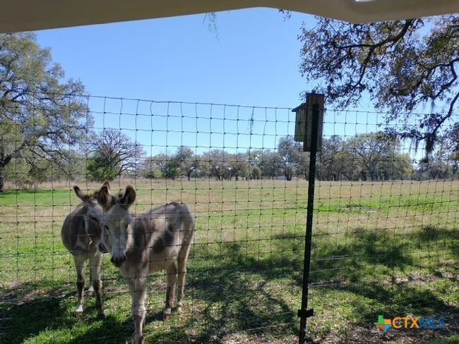 Rosie and Petunia | Image 30