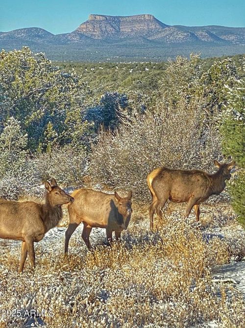 459-1 N Boulder Ridge Trl, Seligman, AZ, 86337 | Card Image