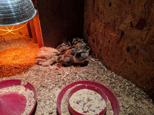 Eggs anyone? | Image 44
