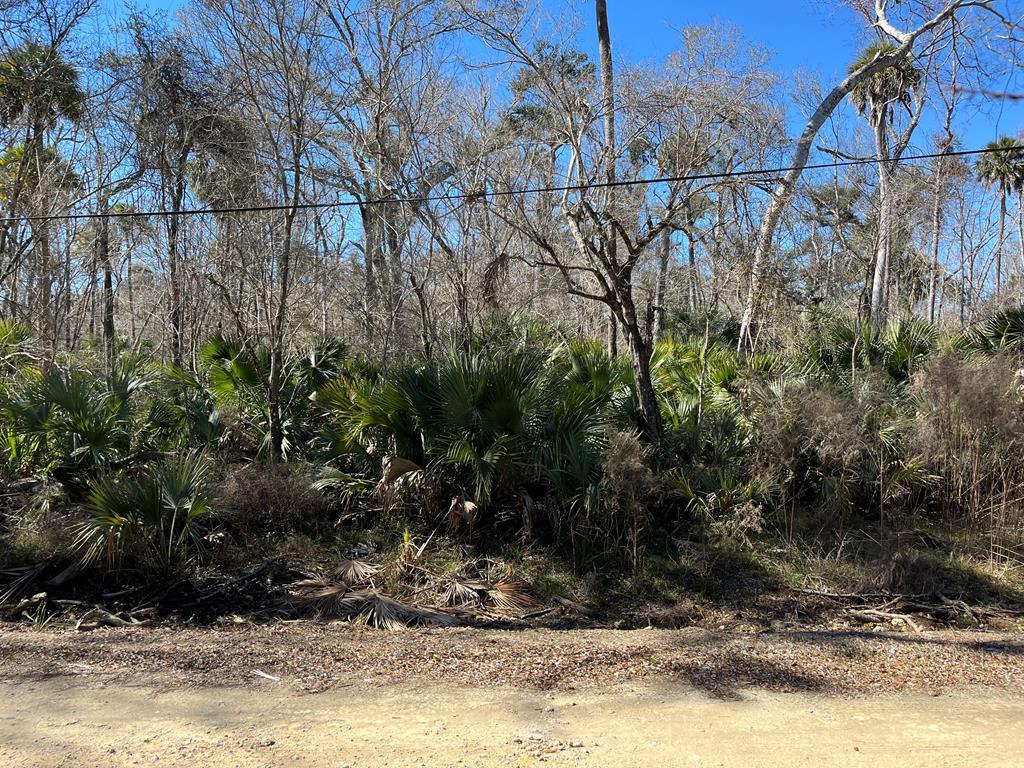 Land in Steinhatchee