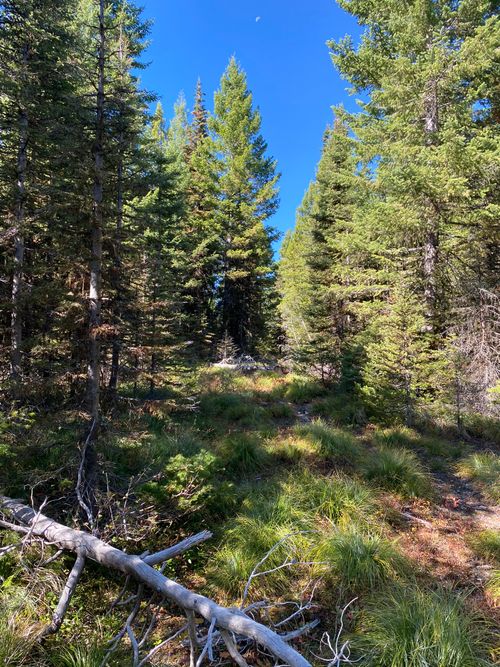 NHN Mill Creek Rd, Frenchtown, MT, 59834 | Card Image
