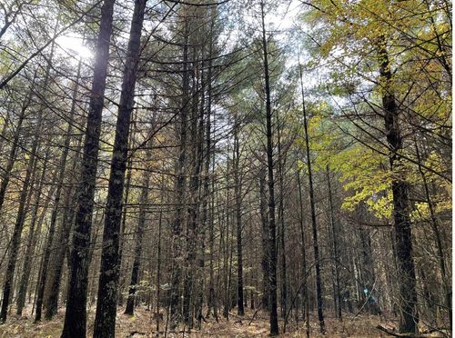 6159 S Forman Rd, Baldwin, MI, 49304-8090 | Card Image