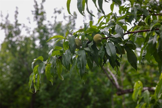 Fruit tree | Image 27