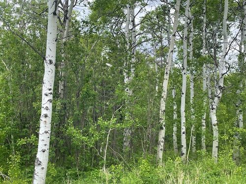 105 Heart Butte Cutoff, East Glacier Park, MT, 59434 | Card Image