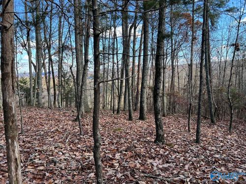 40 Acres County Road 483, Collinsville, AL, 35961 | Card Image