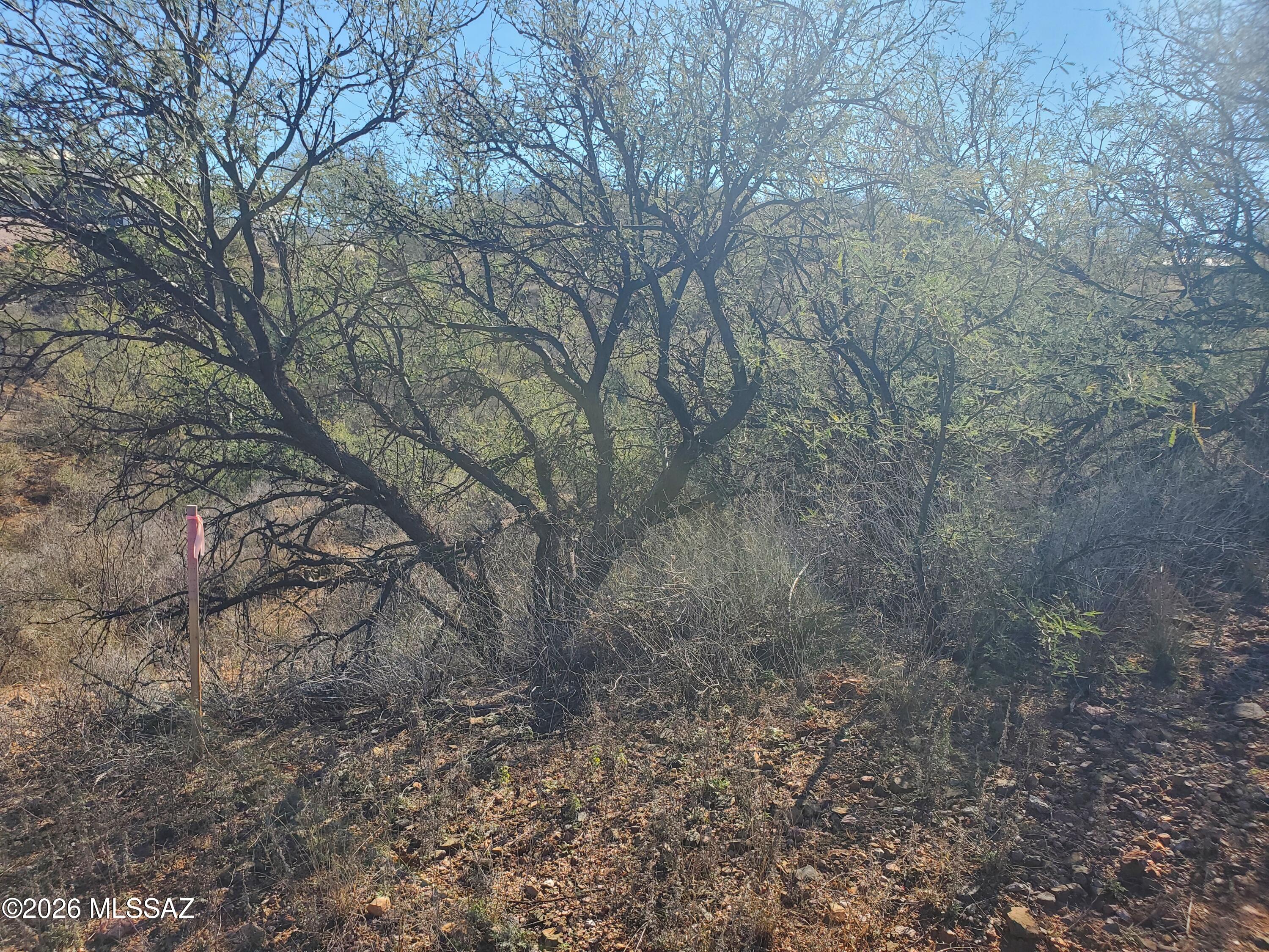 Land in Rio Rico 5