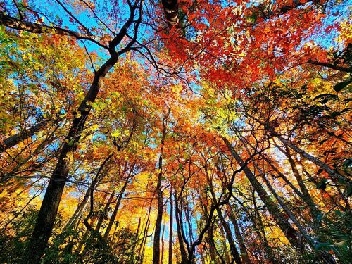 5.47 Ac Ace Way, Blairsville, GA, 30512-4803 | Card Image