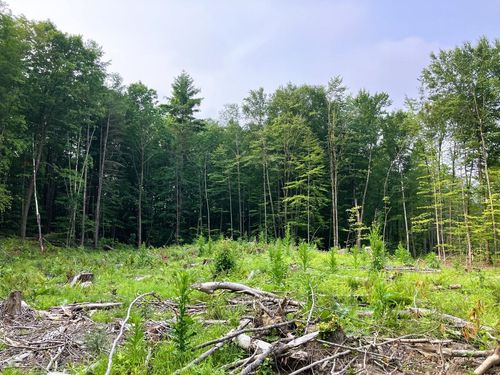 Lot 8 Fern Lake Rd, Leicester, VT, 05733-9833 | Card Image