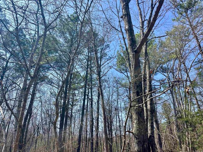 000 Dabney Rd, Home with 0 bedrooms, 0 bathrooms and null parking in Jerusalem AR | Image 26