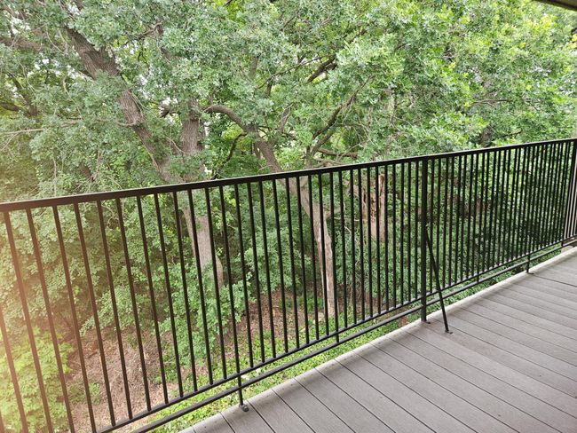 Wooded back yard | Image 8