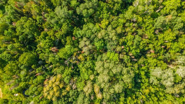 DJI_0062.jpg | Image 11