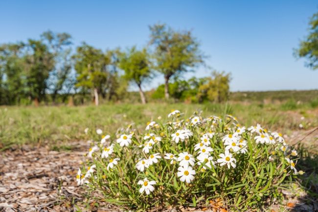 Wildflowers | Image 32