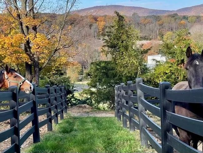 Outdoor arena complete with automatic waterers | Image 7