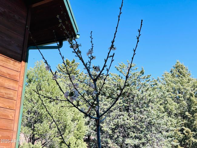 6442 W Ruin Hill Loop, House other with 3 bedrooms, 4 bathrooms and null parking in Pine AZ | Image 49