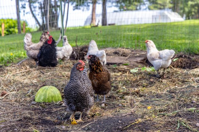 chickens! | Image 93