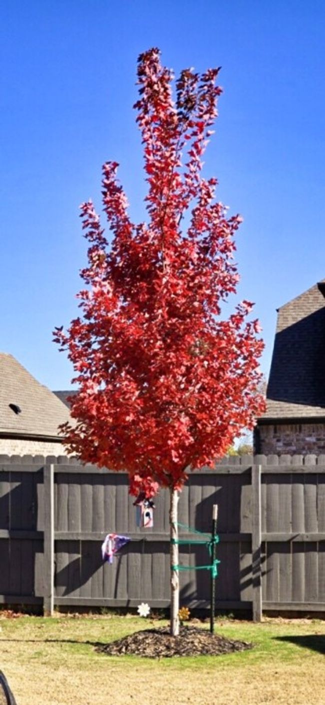 Seller would like for you to see the colorful new tree in the back yard during the fall season. | Image 41
