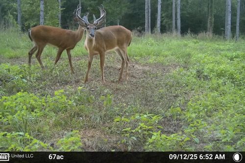 2637 Ewell Rd, Centreville, MS, 39631-4364 | Card Image