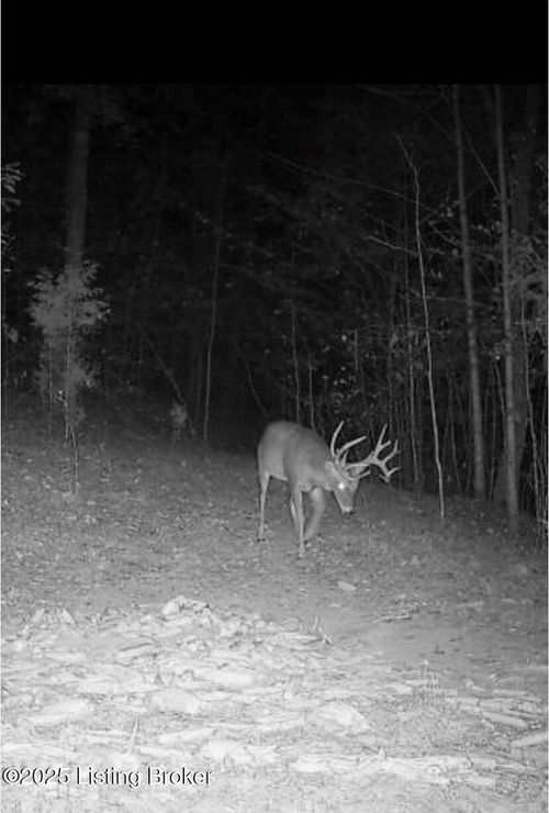 0 Jed Gaddie Rd, Raywick, KY, 40060 | Card Image