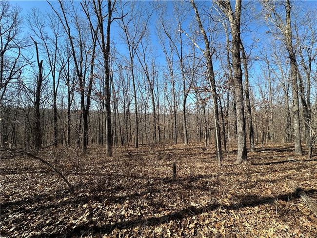 View of local wilderness | Image 4
